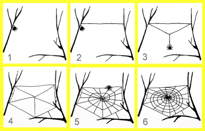 How do spiders weave a web?