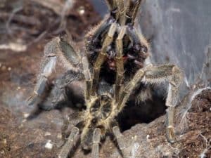 How do spiders breed?