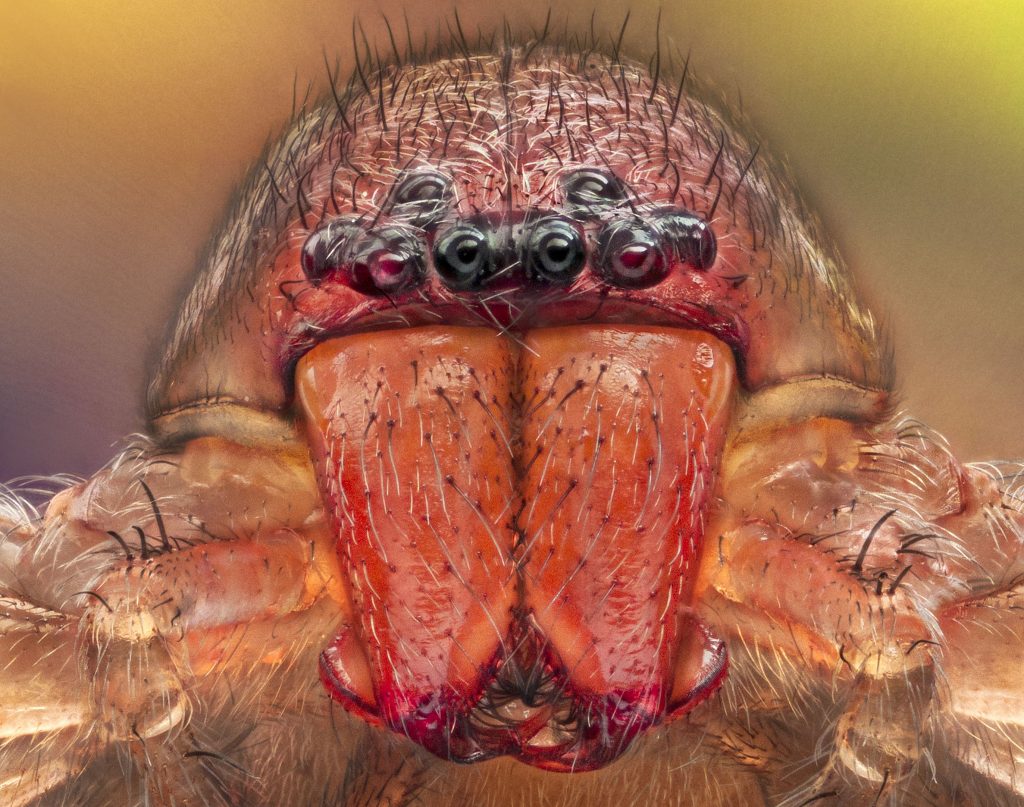 How many Eyes do Spider Have? How many Eyes do Spider Have?