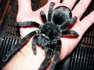 How many Eyes do Spider Have? Spider on hand