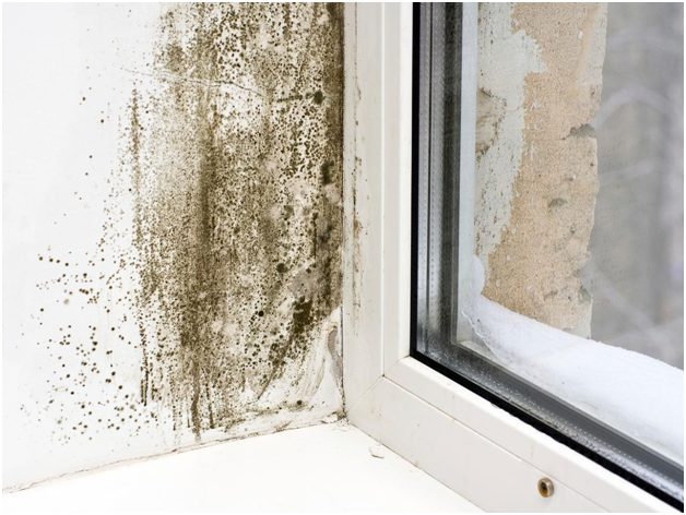 4 Reasons You Always Have a Recurring Mold Problem