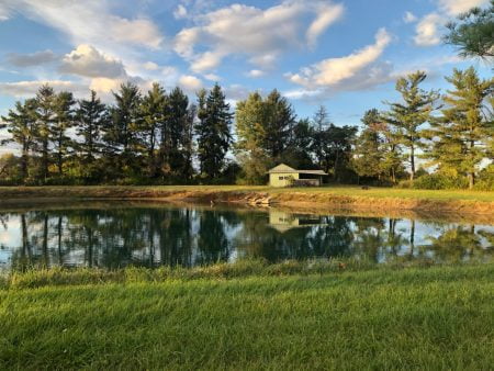 6 Ways to Help Your Pond Survive 6 Ways to Help Your Pond Survive