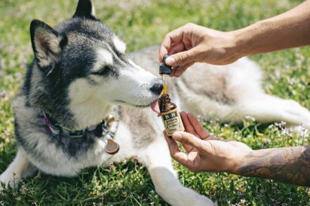 CBD and Cannabis for Pets in Pain