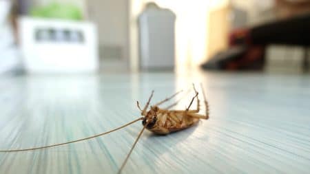 10 Home Pests and Signs You Might Have Them