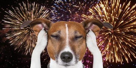 Why Your Dog Has Fireworks Anxiety & How To Help It