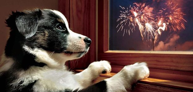 Why Your Dog Has Fireworks Anxiety & How To Help It