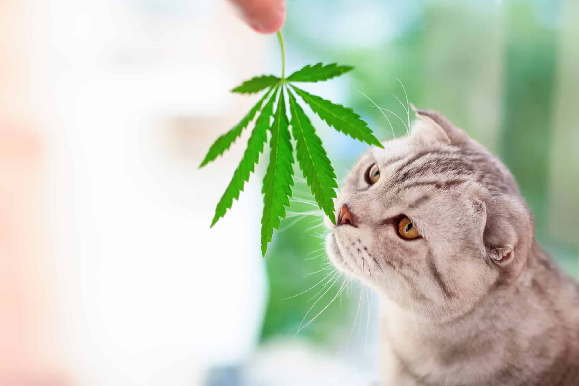 CBD for Cats: How to Help Your Furry Friend