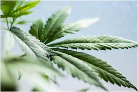 how to extract cbd