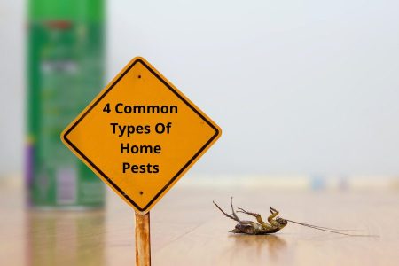 4 Common Types Of Home Pests