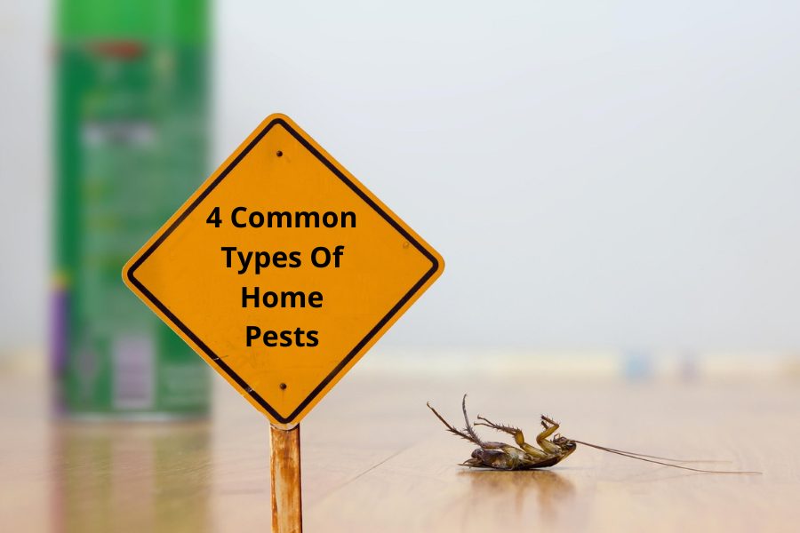 4 Common Types Of Home Pests And What To Expect When Dealing With Them