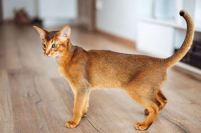 Abyssinian Cat breed