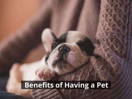 benefits of having pets