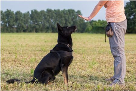 7 Important Tips for Training a Dog