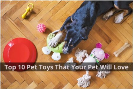 Top 10 Pet Toys That Your Pet Will Love