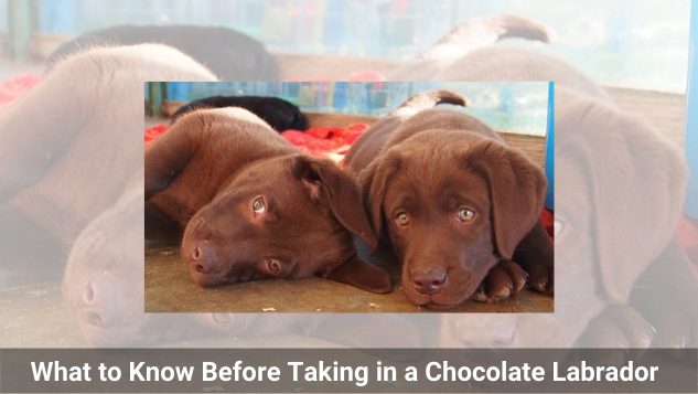 What to Know Before Taking in a Chocolate Labrador