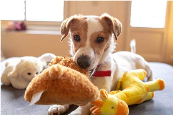 Top 10 Pet Toys That Your Pet Will Love