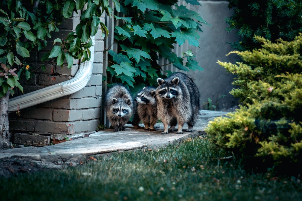 Raccoons in the Attic? How to Remove Them Safely
