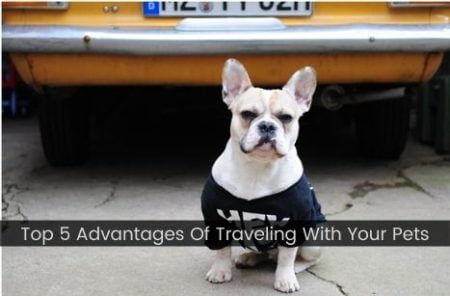 Top 5 Advantages Of Traveling With Your Pets