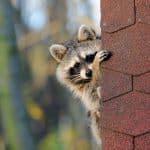 Raccoons in the Attic? How to Remove Them Safely