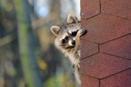 Raccoons in the Attic? How to Remove Them Safely