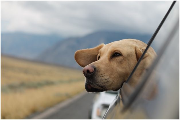 Top 5 Advantages Of Traveling With Your Pets