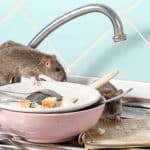 Natural Rat Repellents: 5 Options That Actually Work