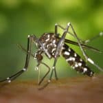 Best Mosquito Repellent Options to Stay Bite Free