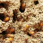 How to Get Rid of Termites: 4 Tips for Homeowners