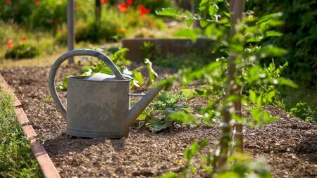 6 ESSENTIAL TIPS & TOOLS FOR HOME GARDENING