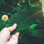 What Are the Health Benefits and Effects of Kratom?