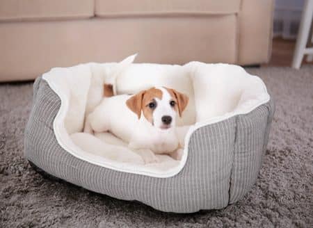 Take The Right Decision for Your Dog's Bed