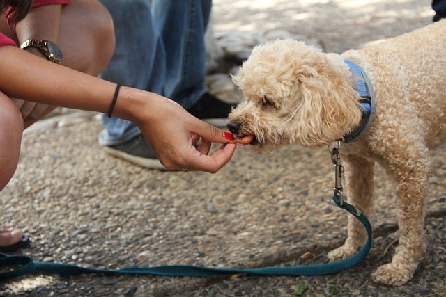 Top 6 CBD Dog Treats Things You Need To Know About