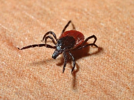 The Dangers of Tick Bites e4c8bc83815d93a3c0075d0c600c5710