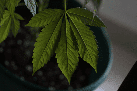 Cannabis Cultivation Methods: An Introduction