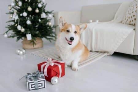 Gifts for dogs