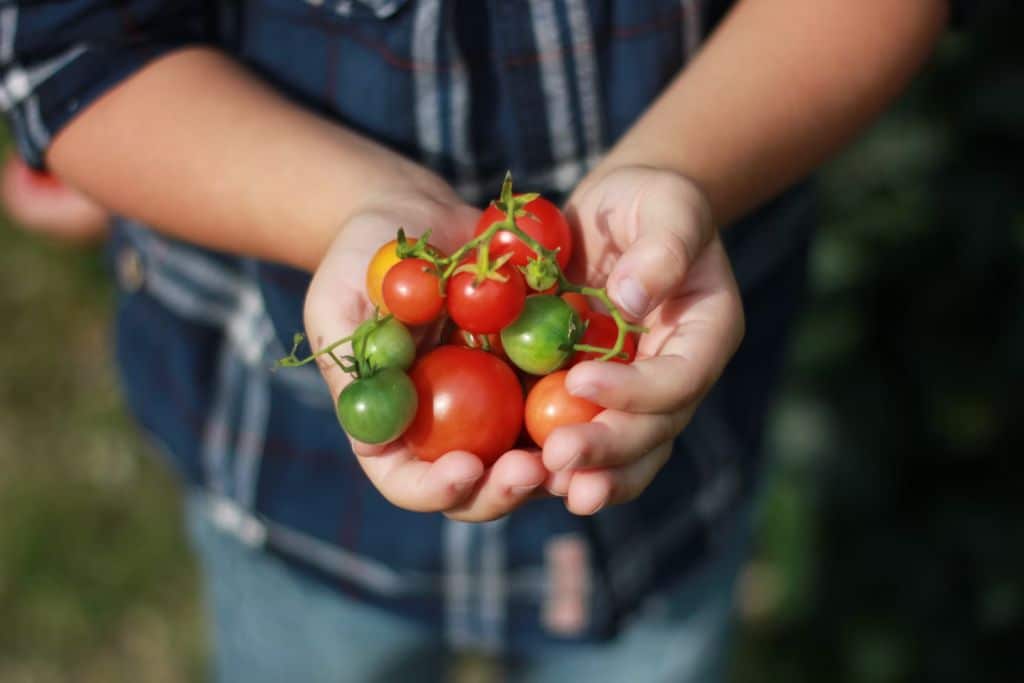 Getting the Most Out of Tomatoes For A Healthy Diet