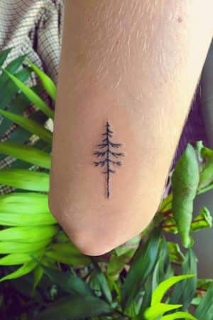 Evergreen Elegance: 40+ Pine Tree Tattoo Designs