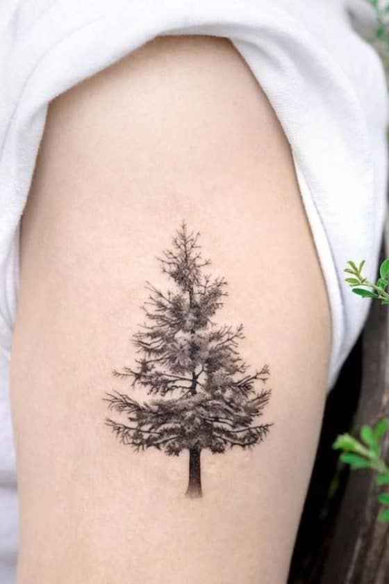 Evergreen Elegance: 40+ Pine Tree Tattoo Designs