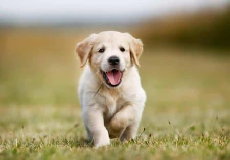 The Ultimate Guide to Finding Healthy Puppies for Sale Near You