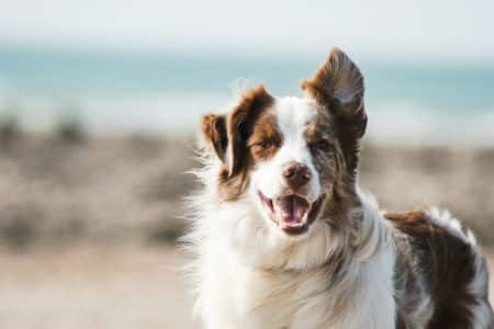 Salmon oil for Dogs