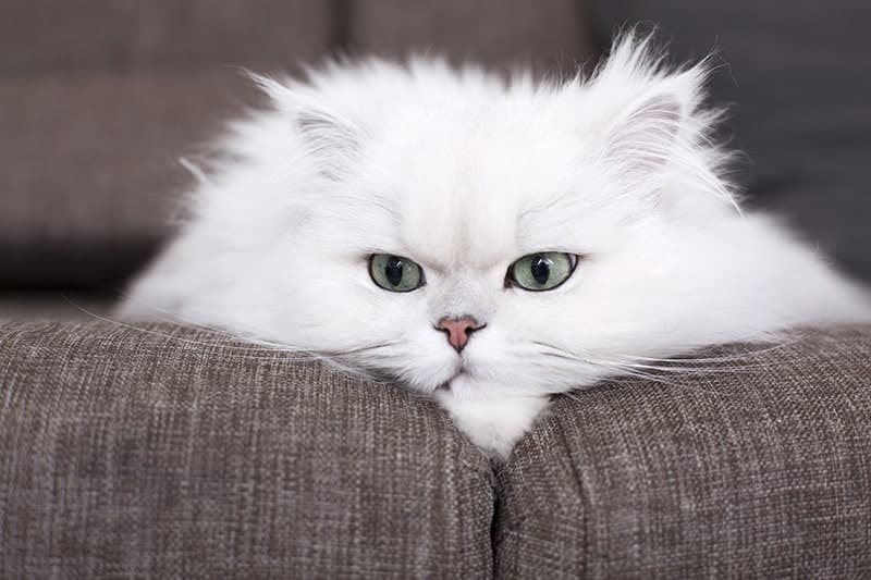 Persian Cat breed