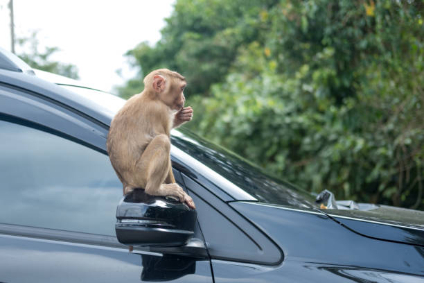 Kids monkey jumping on car