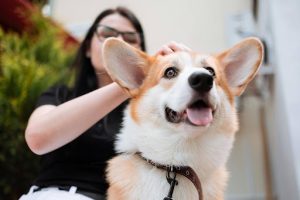 GPS Tracking for Dogs