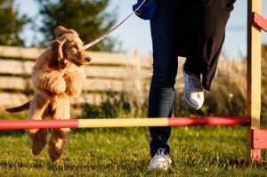 Choosing a Dog Trainer