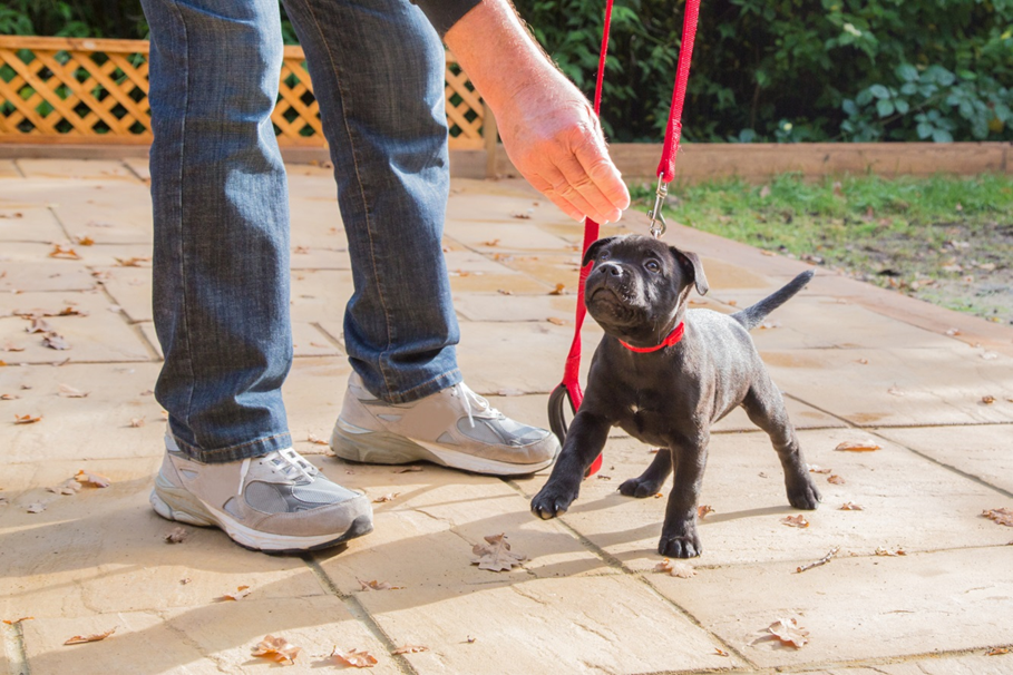 Choosing a Dog Trainer: Sit Means Sit Gets Rave Reviews