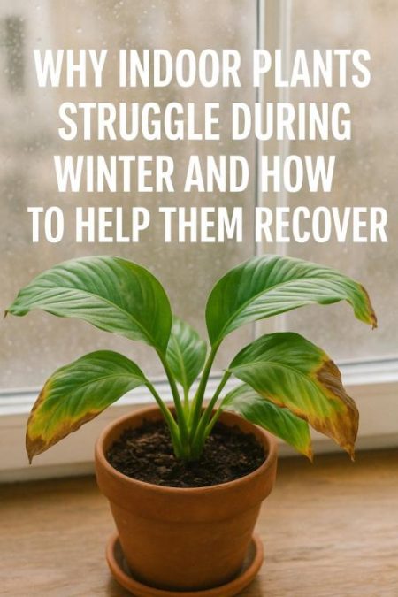 Why Indoor Plants Struggle During Winter and How to Help Them Recover Why Indoor Plants Struggle During Winter and How to Help Them Recover
